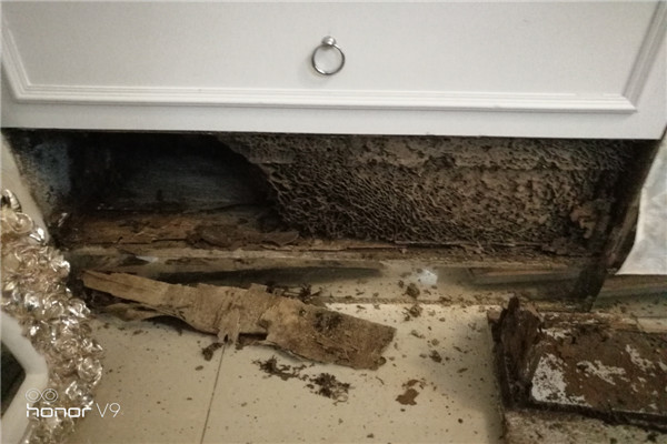 增城白蚁防治-新装修房子竟然有白蚁爬上床